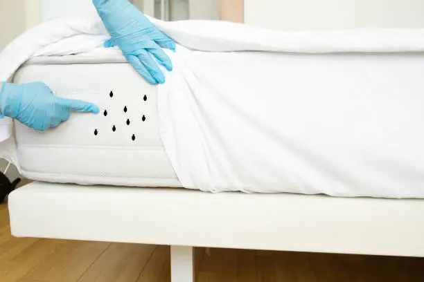 Bed Bugs Control Services
