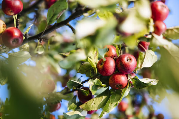 stepover apples